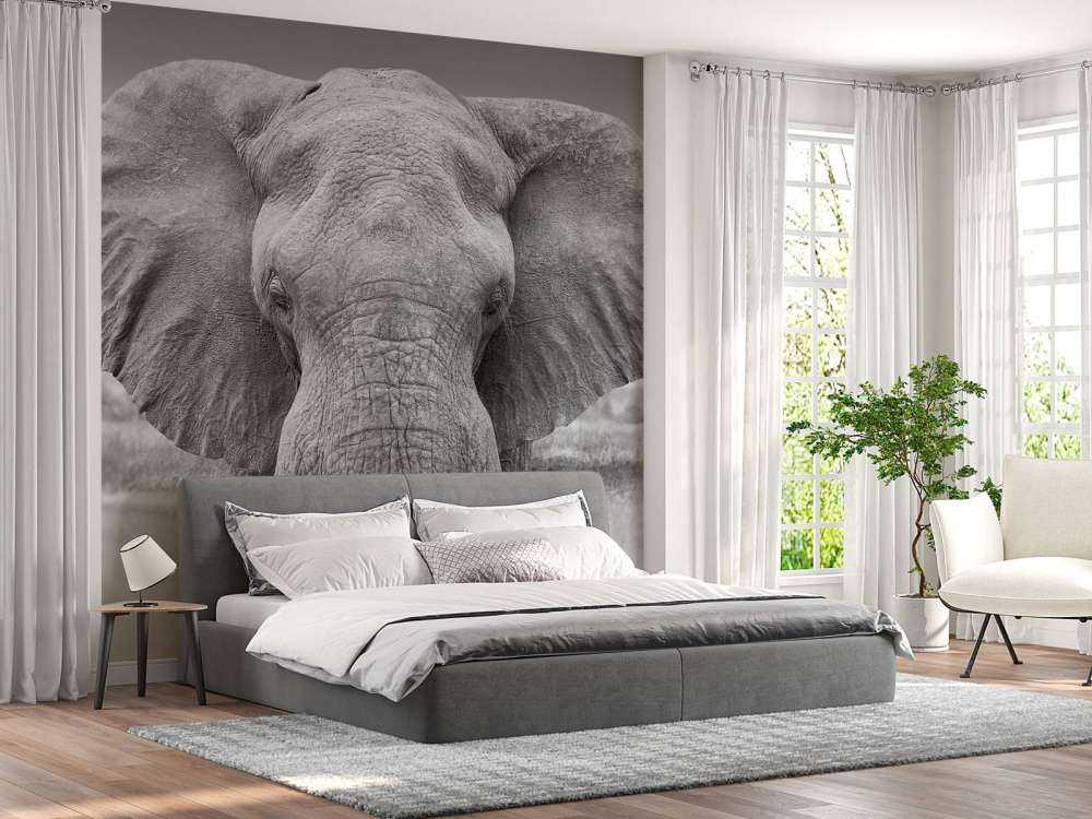 Olifant zwart-wit