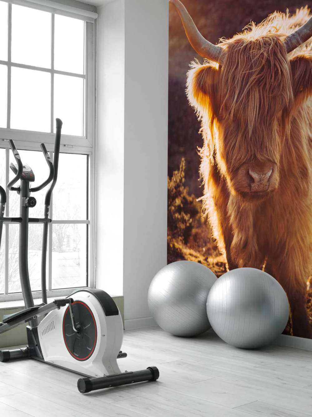 Schotse hooglander in de zon