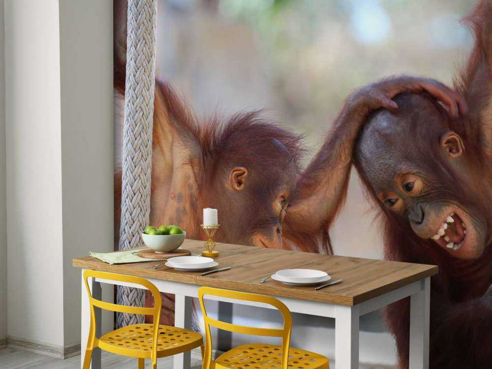 Baby orang oetans