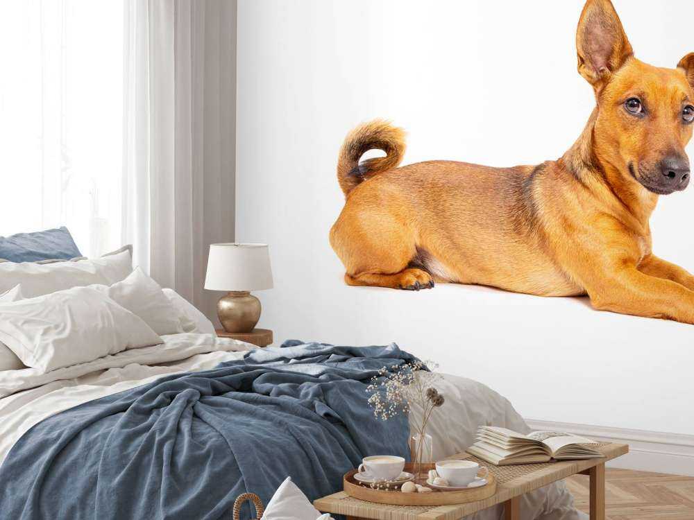 Schattige hond