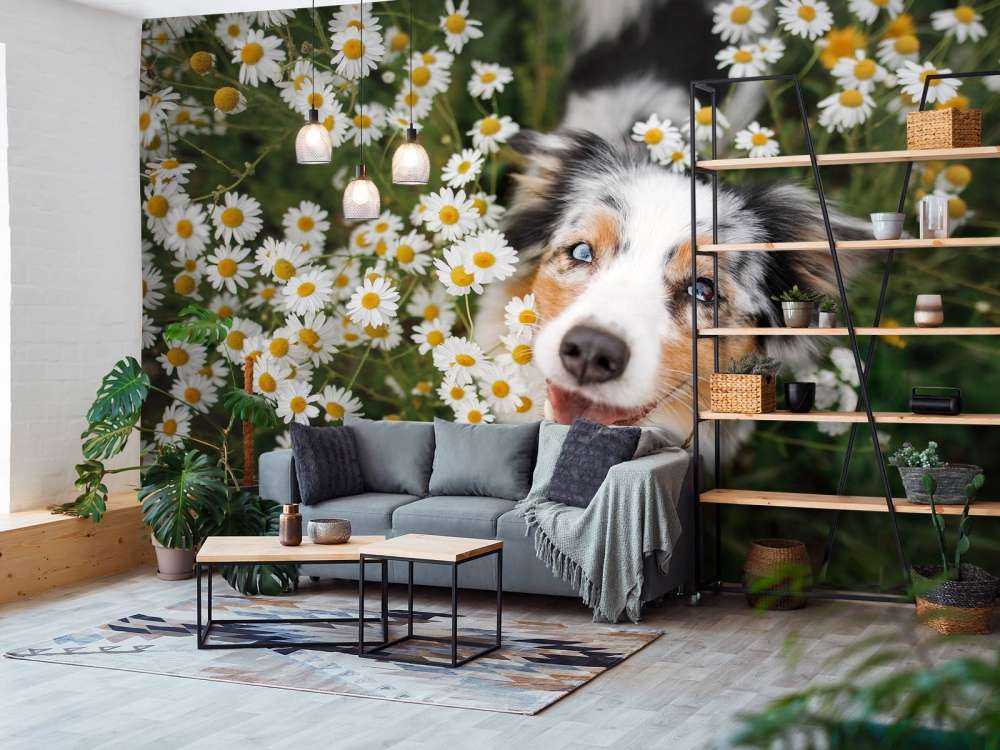 Australische herder tussen de bloemen