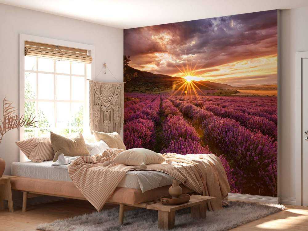 Lavendel onder de zon