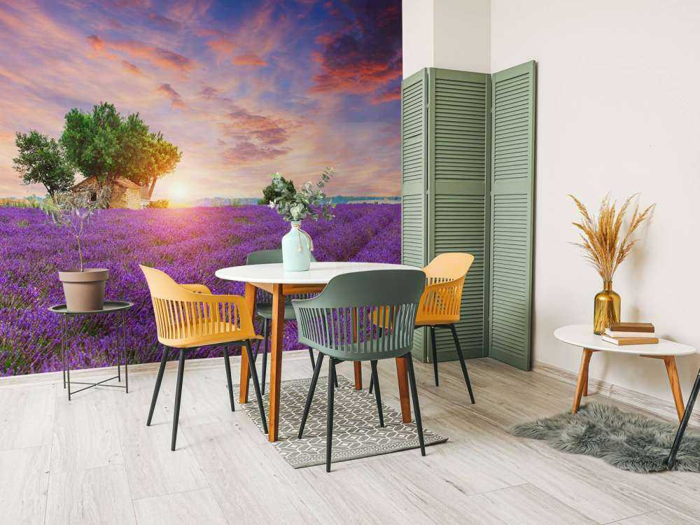 Lavendelveld tijdens zonsopkomst